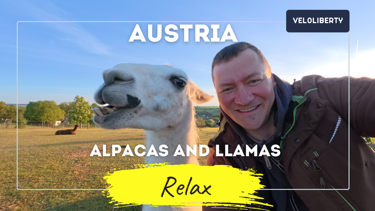 VeloLiberty.  Day 11 — May 9. Alpacas and llamas